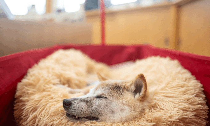 Anjing emotikon 'Doge' Jepang mati

