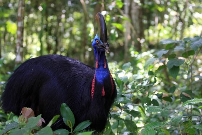 Daftar 13 Burung yang tidak Bisa Terbang