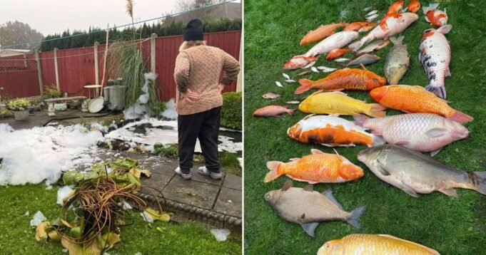 Nenek yang 'patah hati' bangun dan menemukan ikan senilai £25.000 'diracuni oleh tetangganya' Berita Inggris

